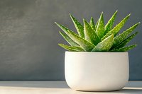 Fresh green aloe vera plant in modern white ceramic pot against dark gray wall background, minimalist home decor on wooden surface in natural light.