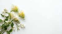 Fresh yellow chrysanthemum flowers with green stems and leaves arranged on clean white background with copy space for text and design projects.