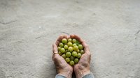 Mature hands holding fresh green grapes on neutral concrete surface, suitable for food, agriculture, harvest, and wellness content.