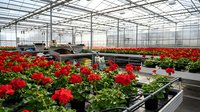 Commercial greenhouse interior with vibrant red geranium flowers growing on organized shelving systems under glass roof structure for horticultural production.