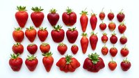 Fresh ripe strawberries in various sizes arranged on white background, perfect for food, nutrition, healthy eating, recipe, and culinary design projects.