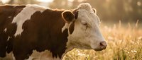 Close-up portrait of a brown and white cow in a sunny meadow with golden light, wildflowers, and a warm summer atmosphere on a farm.