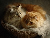 Two fluffy cats, gray and ginger, nestled together in wicker basket with soft blanket against dark background. Classic pet portrait with warm tones.