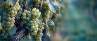 Clusters of ripe white grapes hanging from grapevine branches with green leaves in vineyard during harvest season for wine production and agriculture.