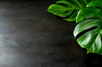 Fresh monstera leaves on dark textured background with copy space. Minimalist botanical composition for natural cosmetics, spa, wellness products.
