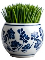 Fresh green chives growing in decorative white and blue ceramic pot with floral pattern, close-up view against white background for culinary and gardening concepts.