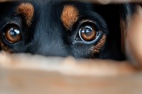 Close-up view of expressive brown eyes of black and tan dog peeking through wooden slats, showing curiosity and emotional connection in soft natural lighting.