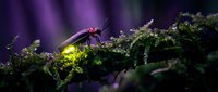 Glowing firefly with bright yellow light sitting on green moss in enchanted forest setting with purple bokeh background creating magical nighttime atmosphere.