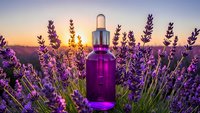 Purple essential oil dropper bottle surrounded by blooming lavender flowers at golden hour sunset for aromatherapy and natural wellness products.