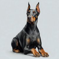Purebred Doberman Pinscher dog sitting against light gray background, showcasing sleek black and tan coat with alert upright ears.