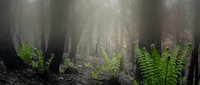 Misty forest floor with vibrant green ferns growing among tall tree trunks in atmospheric woodland setting with soft natural lighting and fog.