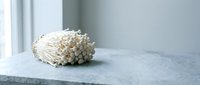 Enoki mushrooms with delicate white stems and clustered caps on marble surface, suitable for culinary, food styling, and restaurant marketing projects.