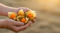 Hands holding fresh cape gooseberries with papery husks and bright orange fruits, perfect for food and agriculture stock imagery.
