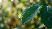 Fresh green leaves with morning dew drops in soft natural light, showcasing detailed leaf texture and veins for botanical and nature photography projects.