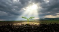 Young green plant seedling growing from dark soil under dramatic stormy sky with sunlight breaking through clouds symbolizing hope and new beginnings.