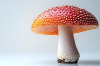 Red and orange spotted mushroom amanita muscaria against light background, detailed macro photography showing texture of cap and stem. For nature and botanical design.