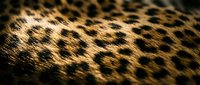 Leopard fur texture with spotted pattern, close-up of golden and black markings on animal coat for wildlife and nature design projects.