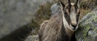 Young mountain goat kid with brown fur resting on rocky cliff face in natural alpine habitat during daytime wildlife photography.