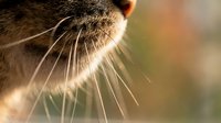 Closeup of otter's whiskered snout and face with blurred natural background, showcasing detailed fur texture and whiskers for wildlife and nature content.