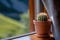 Small round cactus with sharp spines in terracotta pot on wooden windowsill, soft natural lighting creates cozy home atmosphere with blurred background.