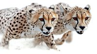 Two cheetahs walking together in snow, close-up portrait showing spotted fur pattern and distinctive facial markings against white winter background.
