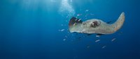 Majestic stingray glides gracefully through crystal clear blue ocean waters surrounded by small tropical fish in peaceful underwater marine environment.