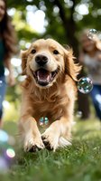 Happy golden retriever dog jumping and playing with soap bubbles in sunny park with blurred people in background for pet care and outdoor activity concepts.