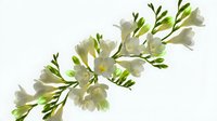 Delicate white flowers with green stems and buds isolated on white background, suitable for floral design, greeting cards, and botanical illustrations.