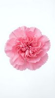 Pink carnation flower bloom isolated on white background for floral design projects and botanical artwork.