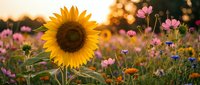 Bright sunflower blooms among colorful wildflowers in golden sunset light creating warm summer garden scene for nature backgrounds and seasonal designs.