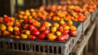 Fresh palm oil fruits harvested and sorted on industrial processing tray, showing vibrant red and orange colors in natural lighting, agricultural production concept.