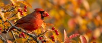 Male northern cardinal perched on autumn branch with red berries among colorful fall foliage in warm golden light for seasonal wildlife photography.