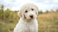 Adorable cream-colored poodle puppy sitting in natural outdoor field setting with soft bokeh background for pet care and animal lifestyle content.