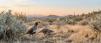 Two quail birds foraging in arid desert landscape with sparse vegetation, golden dry grass, and distant mountains at sunset, suitable for wildlife and nature editorial use.