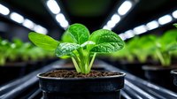 Young green plant seedling growing in black pot under LED grow lights in modern indoor garden facility. Fresh sprout with water drops on leaves in soil.