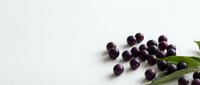 Fresh elderberries with green leaves scattered on white background for natural health and wellness concepts.