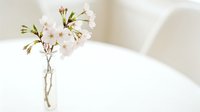 Delicate cherry blossom branch in a glass vase on a white table, soft light, minimalist spring decor concept.