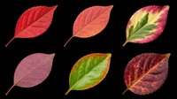 Autumn leaves in various stages of seasonal color change, isolated on transparent background. Ready for clipart, t-shirt design, stickers, print-on-demand products, and sublimation projects.