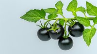 Fresh black tomatoes on green branch with leaves against light background, organic farming produce for healthy eating and gourmet cuisine.