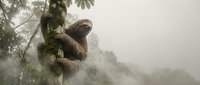Young African man climbing coconut palm tree in misty tropical forest during early morning hours with natural fog creating atmospheric jungle scene.