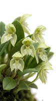 Delicate pale yellow orchid flowers with green sepals and textured foliage isolated on white background, suitable for botanical design, gardening content, and floral illustrations.