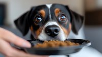 Adorable tricolor puppy with brown eyes eagerly waiting for meal from black bowl. Pet feeding time, dog nutrition and care concept for veterinary content.