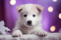 Adorable white husky puppy with blue eyes on purple bokeh background, lying on soft white fur. Sweet expression and alert ears make charming pet portrait.