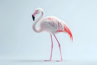 Graceful pink flamingo standing on one leg against light background, soft feather detail and elegant pose captured in studio lighting conditions.