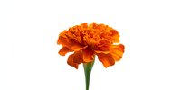 Vibrant orange marigold flower with lush petals and green stem isolated on white background, perfect for floral designs and seasonal decorations.