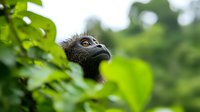 Black crested macaque peering through lush green foliage in natural habitat, close-up portrait showing distinctive facial features and amber eyes against blurred background.