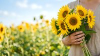 Unrecognizable woman in beige dress holding fresh sunflower bouquet in field during summer harvest season for agricultural and nature themes.
