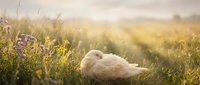 White swan resting peacefully in golden meadow grass during warm sunset light creating serene natural wildlife scene for relaxation and nature themes.