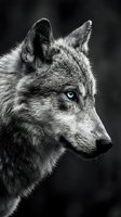 Dramatic black and white close-up portrait of a gray wolf with striking blue eyes, gazing into the distance against a dark background.