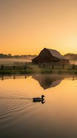Rustic barn reflected in calm pond at sunrise with duck swimming in golden morning mist, rural farmland landscape for agricultural and nature themes.